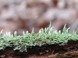 Attēlu rezultāti vaicājumam “Cladonia caespiticia”