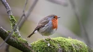 Attēlu rezultāti vaicājumam “Erithacus rubecula”