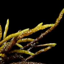 Attēlu rezultāti vaicājumam “Calliergon trifarium”