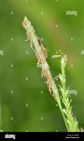 Attēlu rezultāti vaicājumam “Carex sylvatica fruit”
