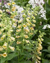 Image result for Digitalis grandiflora