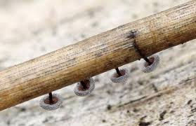 Attēlu rezultāti vaicājumam “Didymium clavus”