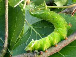 Attēlu rezultāti vaicājumam “Endromis versicolora”