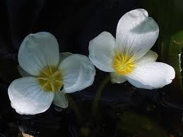 Attēlu rezultāti vaicājumam “Stratiotes aloides flower”