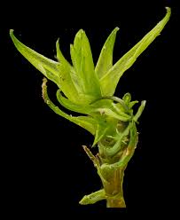 Attēlu rezultāti vaicājumam “Timmia megapolitana”