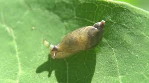 Attēlu rezultāti vaicājumam “Leucochloridium paradoxum larva”