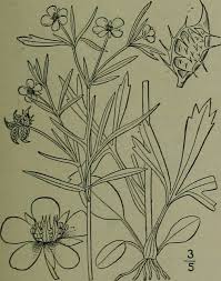 Attēlu rezultāti vaicājumam “Batrachium circinatum flower”