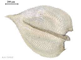 Attēlu rezultāti vaicājumam “Oxyrrhynchium hians var. rigidum macro”