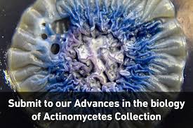 Attēlu rezultāti vaicājumam “Physarum flavicomum stalked”