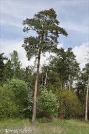 Attēlu rezultāti vaicājumam “Pinus sylvestris var. borussica”