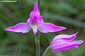Attēlu rezultāti vaicājumam “Cephalanthera rubra leaf”