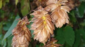 Attēlu rezultāti vaicājumam “Humulus lupulus fruit”