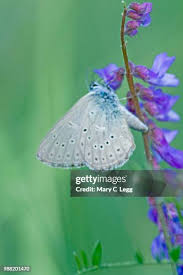 Attēlu rezultāti vaicājumam “Maculinea teleius underside”