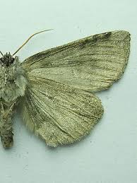 Attēlu rezultāti vaicājumam “Tethea or”