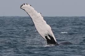 Image result for Megaptera novaeangliae