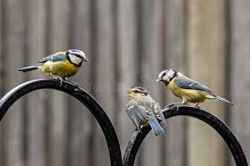 Attēlu rezultāti vaicājumam “Cyanistes caeruleus juvenile”