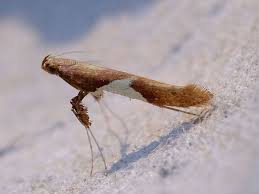 Attēlu rezultāti vaicājumam “Caloptilia stigmatella”