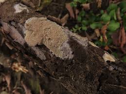 Attēlu rezultāti vaicājumam “Phlebia serialis”