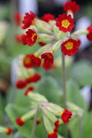 Image result for Primula veris