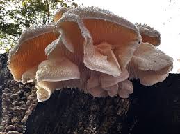 Attēlu rezultāti vaicājumam “Hericium cirrhatum”