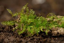 Attēlu rezultāti vaicājumam “Eurhynchium hians”