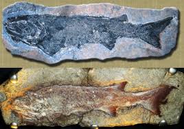 Attēlu rezultāti vaicājumam “Laccognathus panderi”