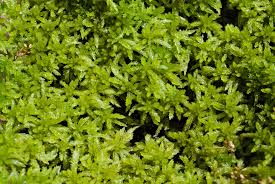 Attēlu rezultāti vaicājumam “Sphagnum papillosum”