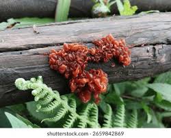 Attēlu rezultāti vaicājumam “Exidia saccharina”