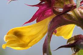 Attēlu rezultāti vaicājumam “Melampyrum nemorosum”