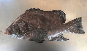 Image result for Dermatolepis inermis