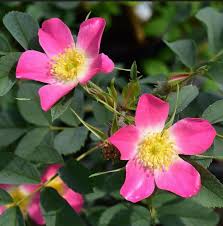 Attēlu rezultāti vaicājumam “Rosa glauca leaf”