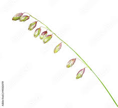 Attēlu rezultāti vaicājumam “Melica nutans leaf”