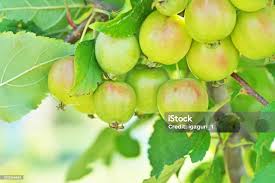 Attēlu rezultāti vaicājumam “Malus prunifolia fruit”