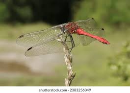 Attēlu rezultāti vaicājumam “Sympetrum sanguineum”