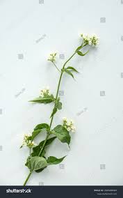 Attēlu rezultāti vaicājumam “Vincetoxicum hirundinaria flower”