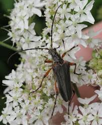 Attēlu rezultāti vaicājumam “Stenocorus meridianus”