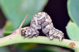 Attēlu rezultāti vaicājumam “Pareulype berberata”