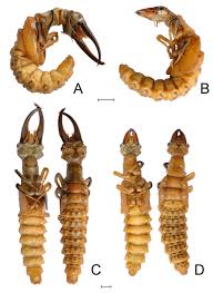 Attēlu rezultāti vaicājumam “pupa”