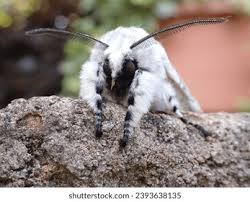 Attēlu rezultāti vaicājumam “Cerura vinula imago”