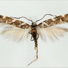 Attēlu rezultāti vaicājumam “Scardia boletella”