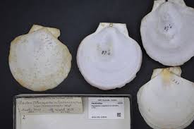 Image result for Placopecten magellanicus