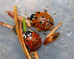 Attēlu rezultāti vaicājumam “Anatis ocellata”