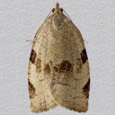 Attēlu rezultāti vaicājumam “Lozotaenia forsterana”