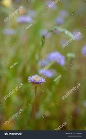 Attēlu rezultāti vaicājumam “Jasione montana leaf”