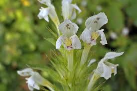 Image result for Galeopsis segetum