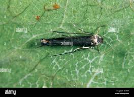 Attēlu rezultāti vaicājumam “Lyonetia clerkella”