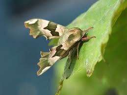 Attēlu rezultāti vaicājumam “Semioscopis avellanella imago”