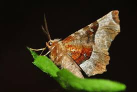 Attēlu rezultāti vaicājumam “Selenia tetralunaria”