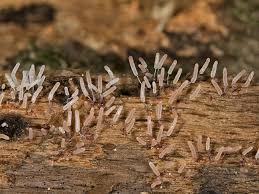 Attēlu rezultāti vaicājumam “Stemonitopsis typhina”