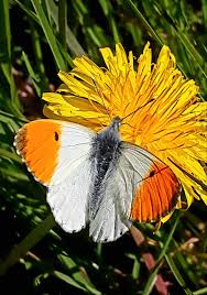 Attēlu rezultāti vaicājumam “Anthocharis cardamines”